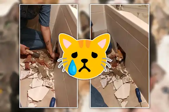 Un joven contrató albañiles y tuvo que romper todo el trabajo porque dejaron atrapada a su mascota