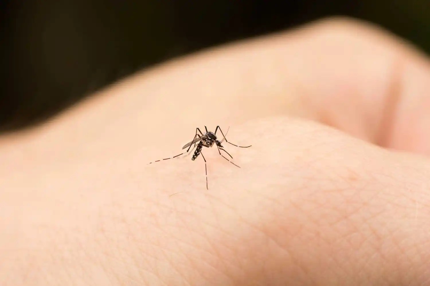 Los mosquitos invaden la ciudad