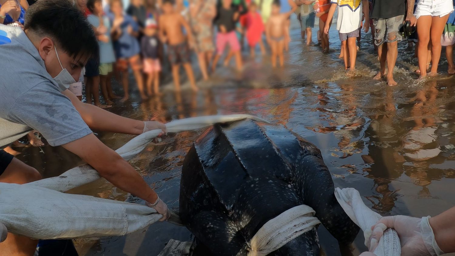 Preocupación por siete tortugas laúd que aparecieron muertas en la costa bonaerense
