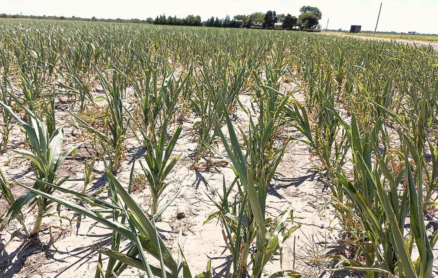 Venado Tuerto: productores que padecen desastre agropecuario no pagarán la tasa rural y los que estén en emergencia, solo el 50% 