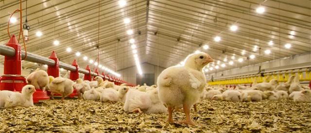 Proyectan un crecimiento en la producción de pollos de hasta 3,5% para este año