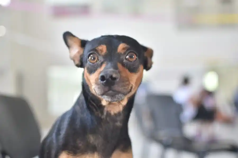 “Castraciones en tu barrio” continúa en el Güemes