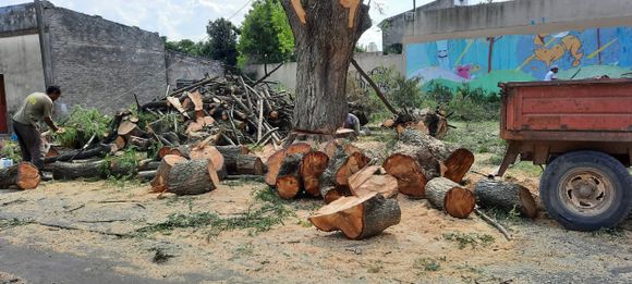 Temporada de poda: hasta cuándo está permitido y cómo pedir permiso a la Municipalidad