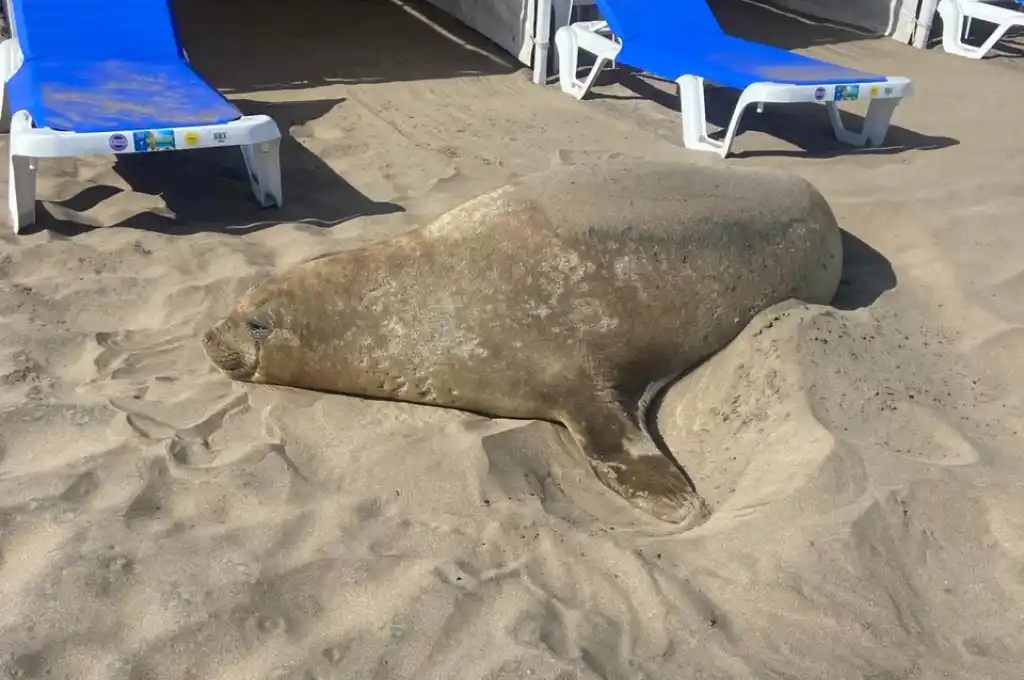 Elefante marino descansando plácidamente.