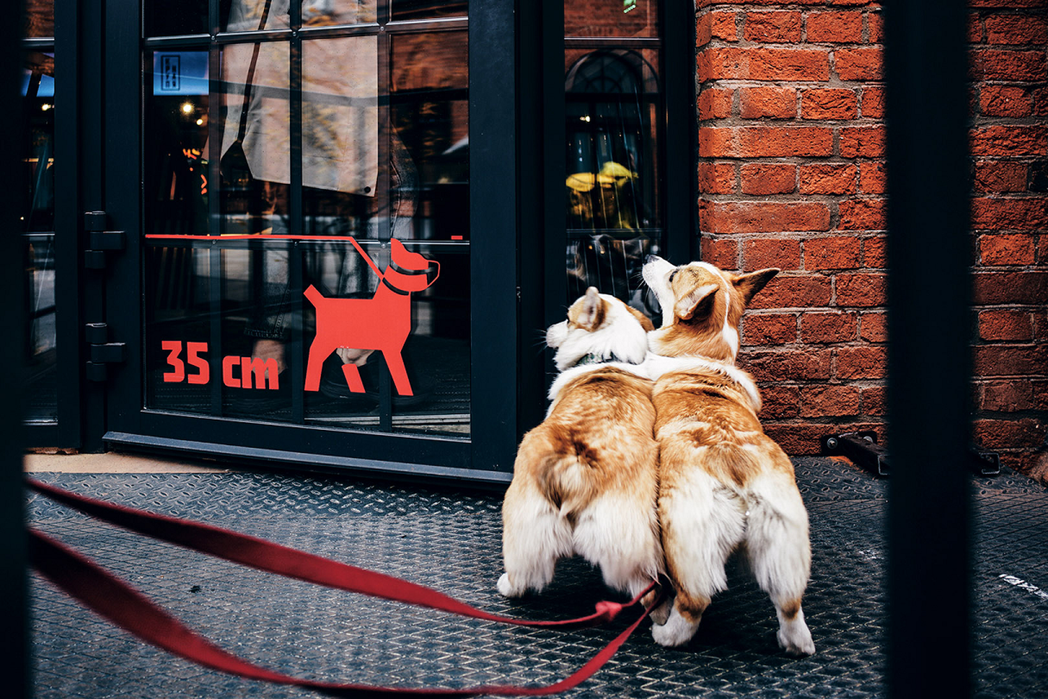 Bahía Blanca permitirá el ingreso de perros y gatos a bares y restaurantes