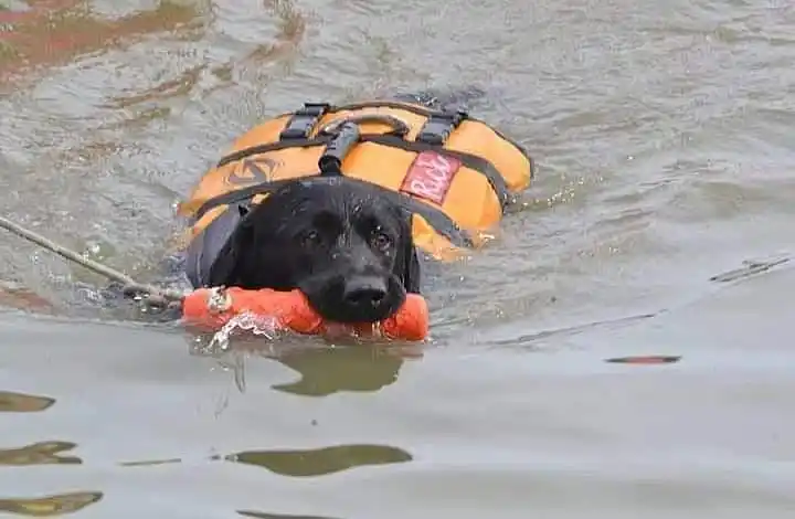 Falleció Rick, el perro rescatista que representó a Chascomús en diferentes provincias