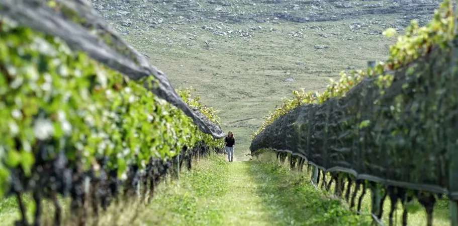 El rincón bonaerense que conquista con sus vinos y paisajes serranos