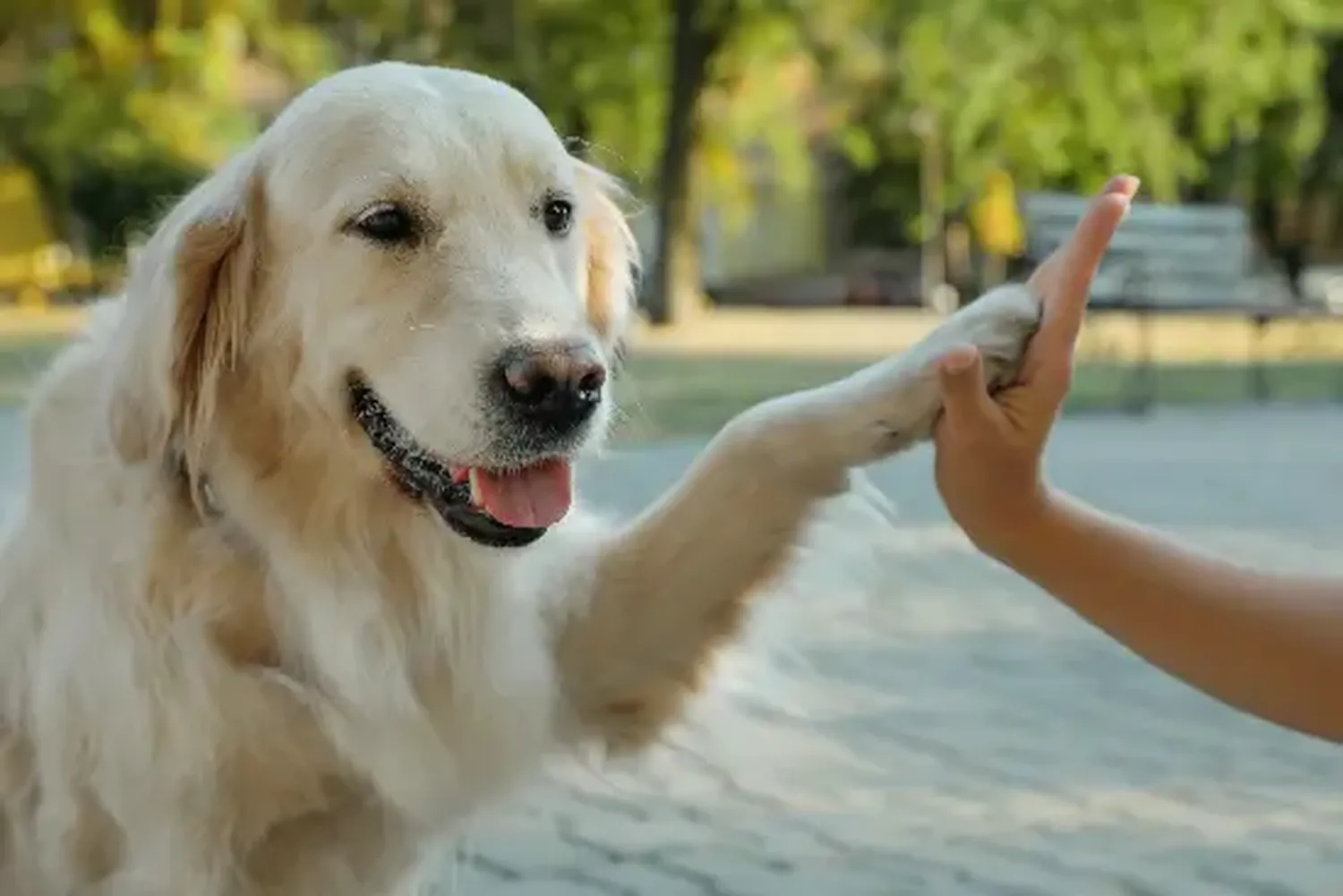 Descubrieron que los perros saben y recuerdan cuando una persona los ha engañado.