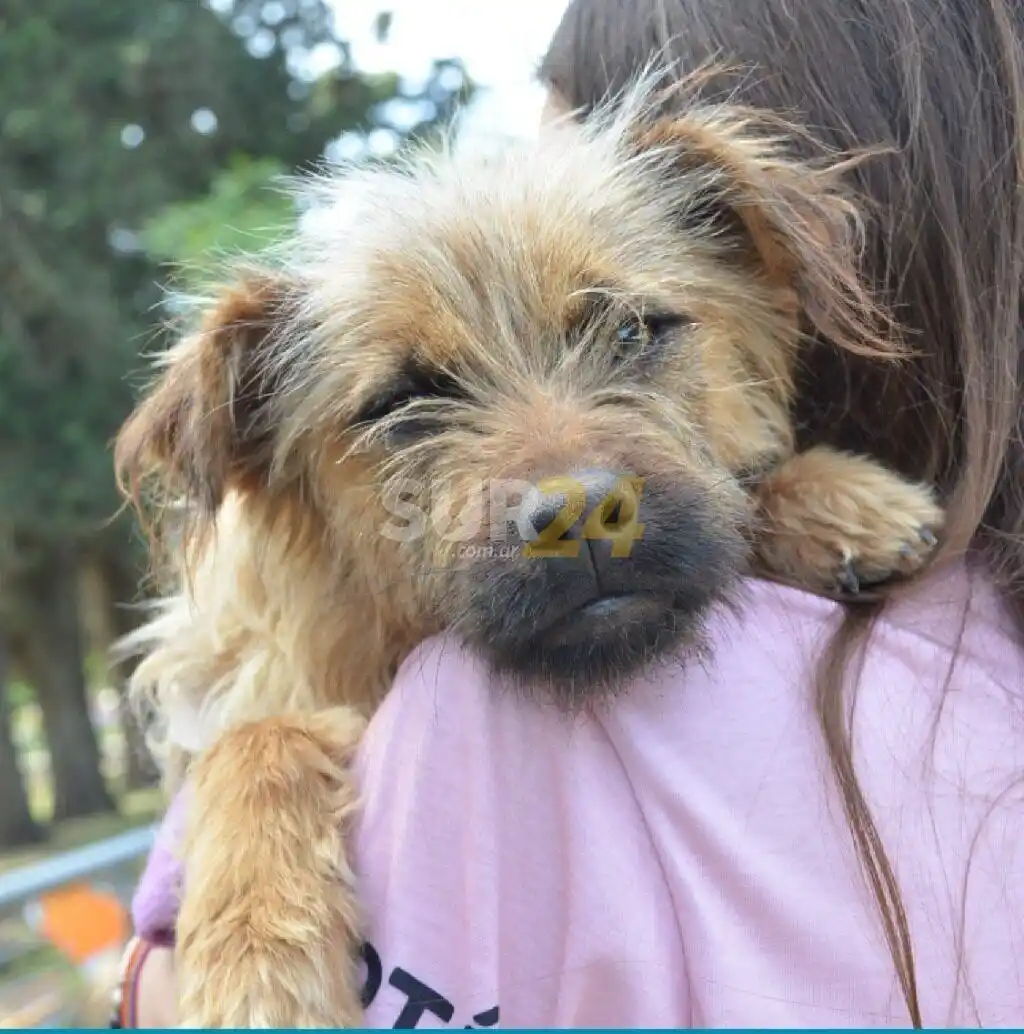 Este domingo: nueva feria mascotera en el Parque Municipal 