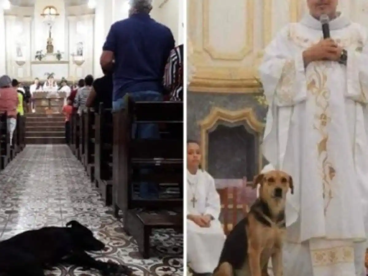 Un cura lleva perros callejeros a sus misas para lograr que la gente los adopte