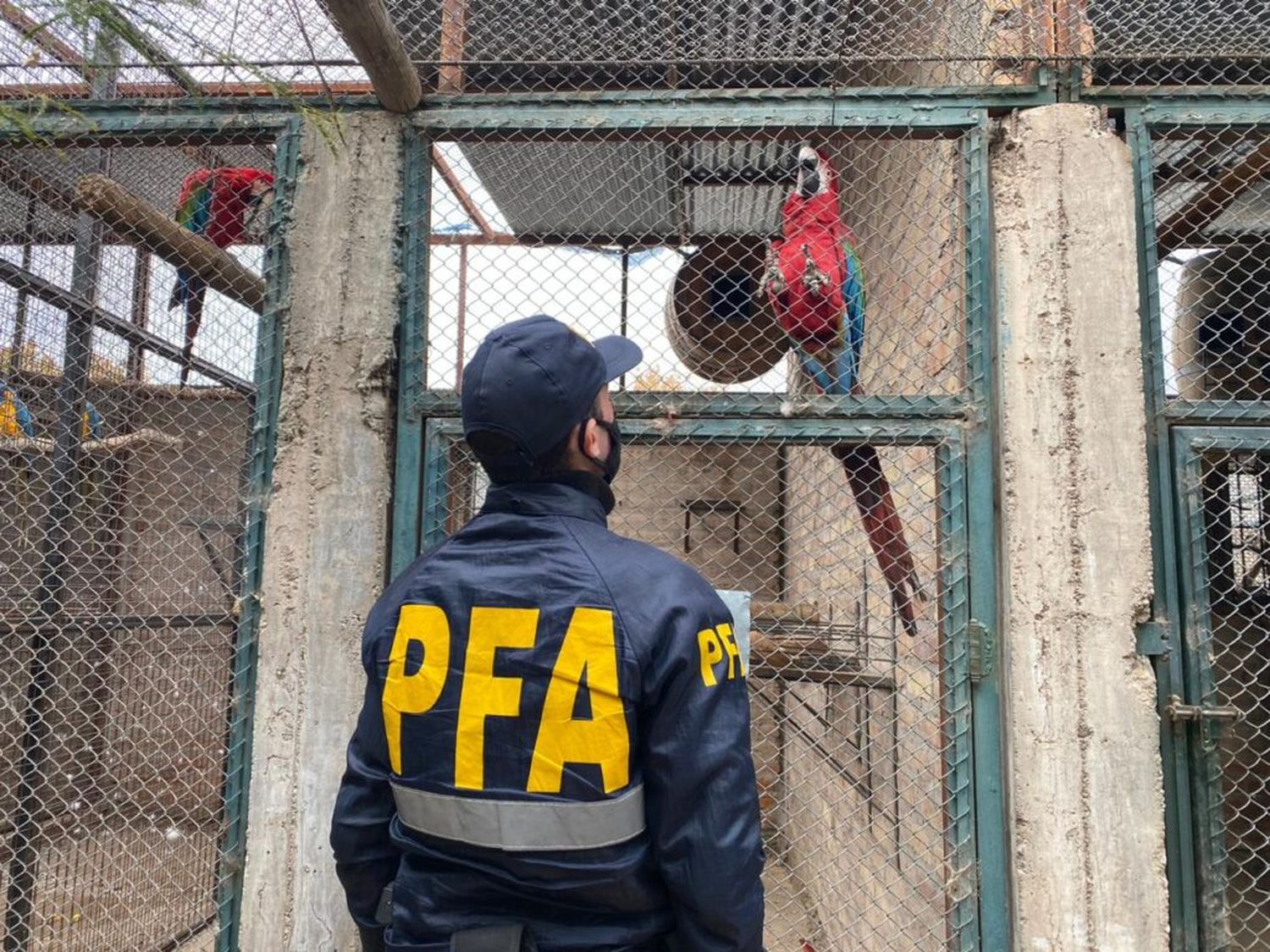 Se trataba de una red de tráfico interprovincial cuyo objetivo era principalmente la comercialización ilegal de aves protegidas y exóticas.