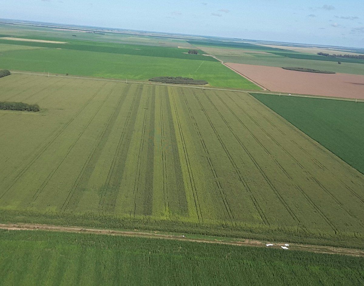 Para los productores es imposible convertir pesos en dólares