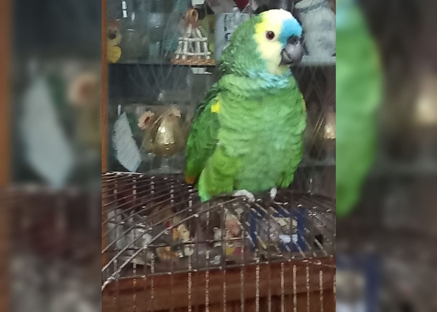 Lilita busca a su loro Blue