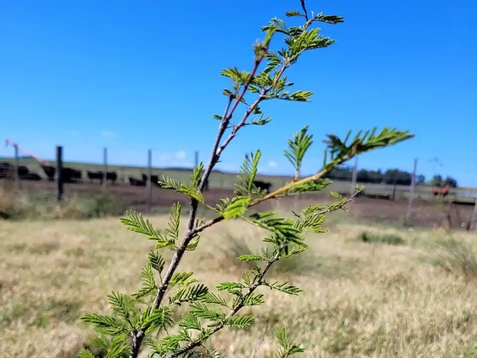 Se entregarán árboles a productores ganaderos