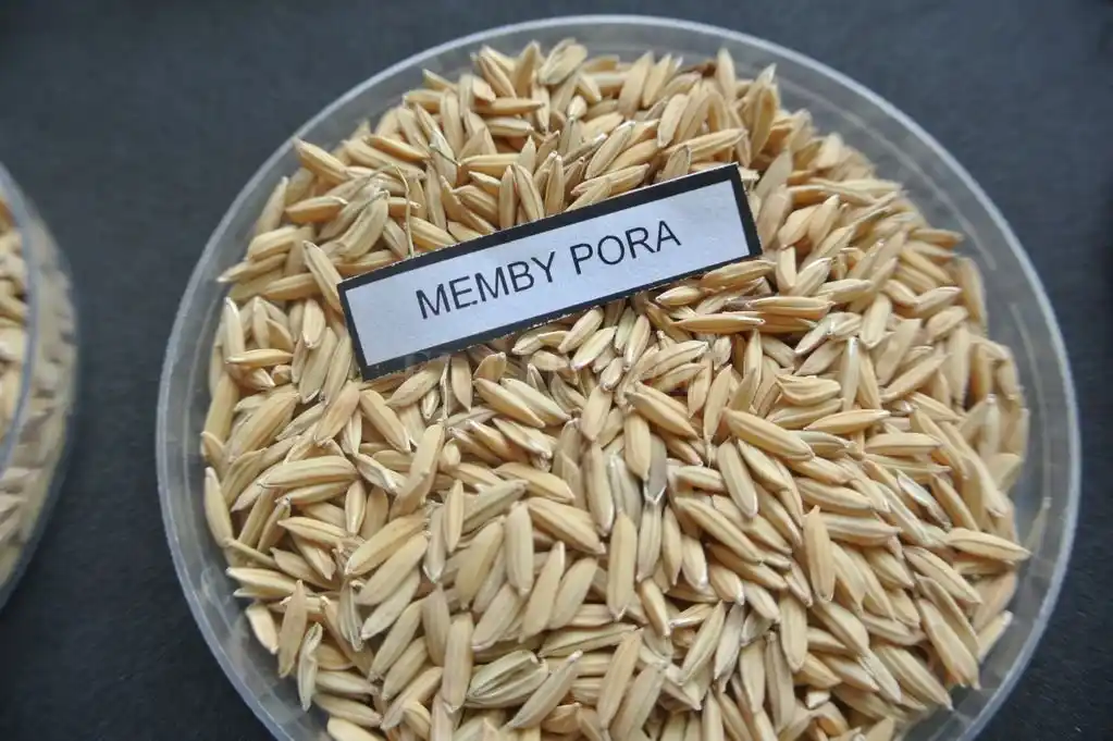 Presentan un nuevo grano de arroz largo fino