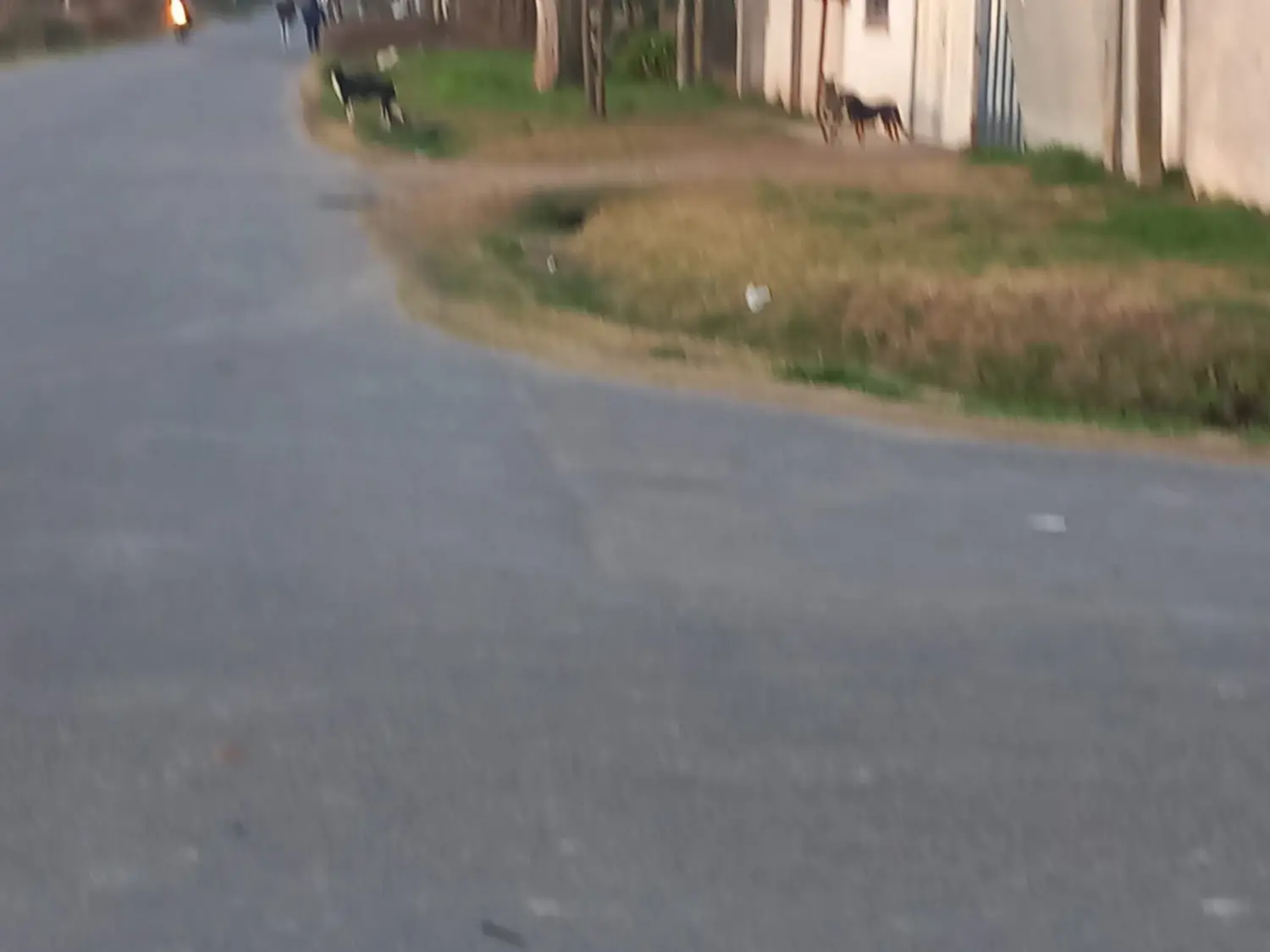 Terror por cinco perros que corren a la gente en Benefactoras Sampedrinas y Dávila