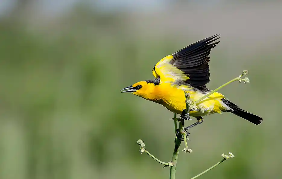 Iniciarán una campaña de conservación del Tordo Amarillo