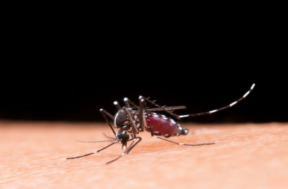 El Ministerio de Salud confirmó el brote histórico de dengue con más de 150 mil casos
