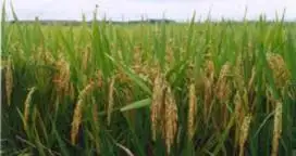 Estiman una disminución en el área con arroz en Entre Ríos