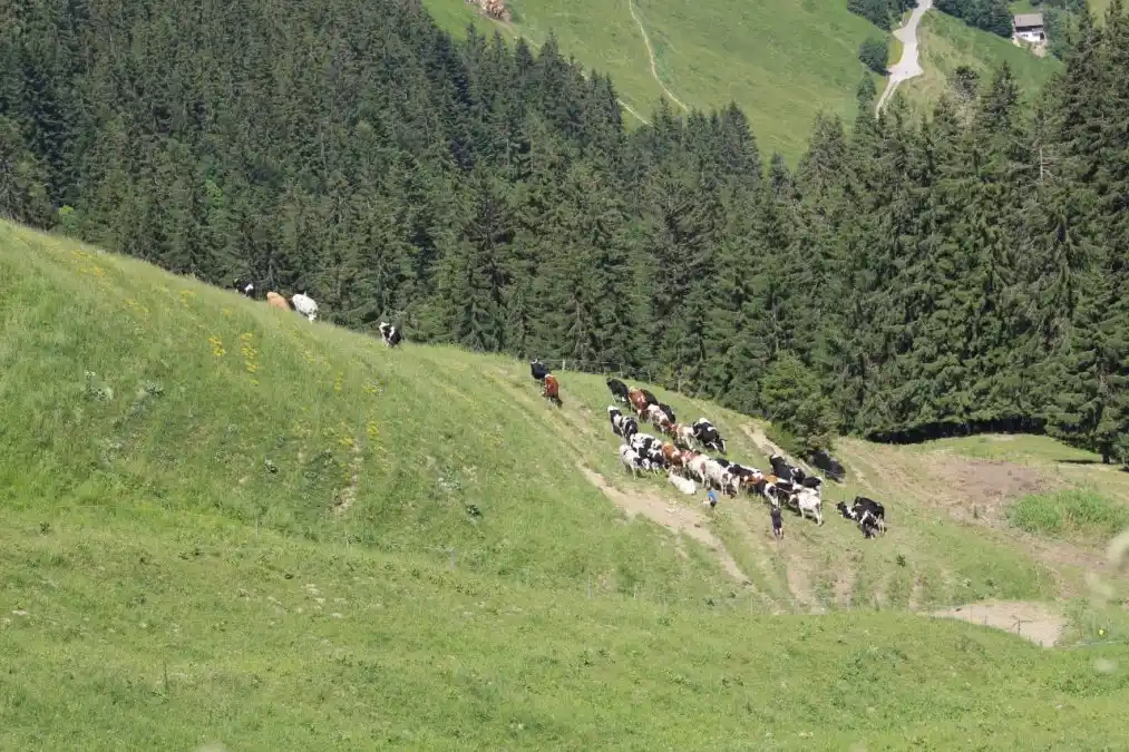 En primavera, se suben las vacas a la montaña para que pasten en la naturaleza. En otoño se las baja a pasar el invierno en la planicie. Ambos momentos se celebran con una fiesta popular muy colorida.