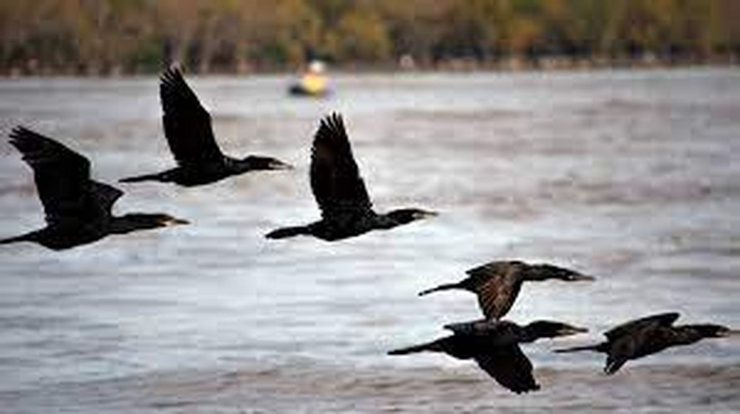Verdes, azules y los trinos de las aves atrapan, calman y activan en el delta de Entre Ríos