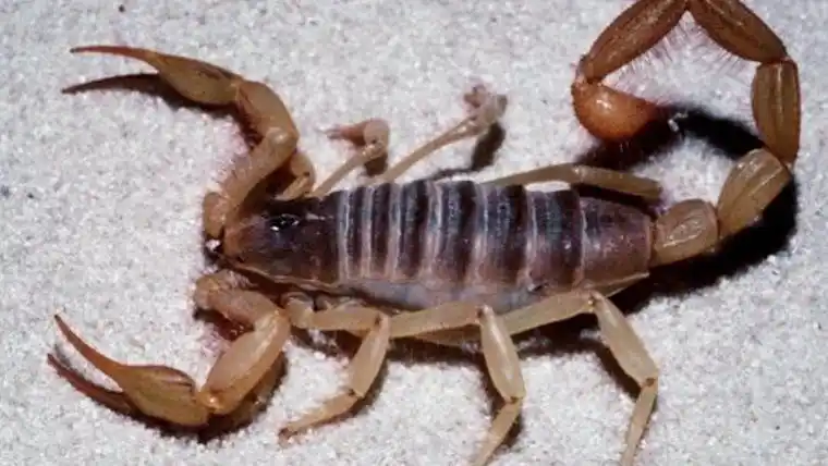 En San Jorge capturan alacranes vivos para elaborar el antídoto