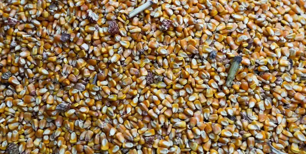 El complejo maicero en alza: récord histórico en ventas externas. Credito: REUTERS