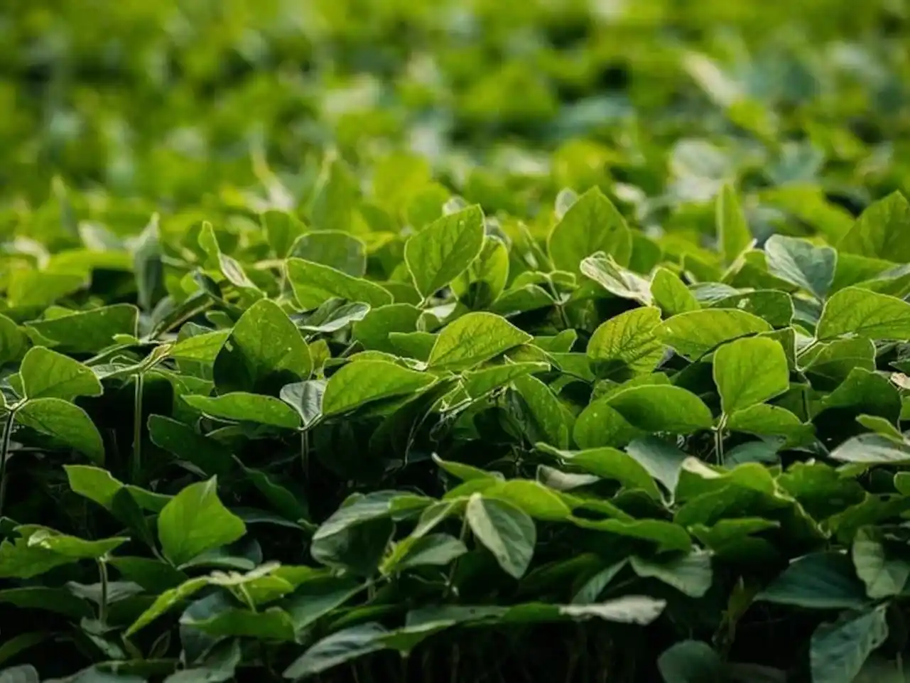 Con el petróleo y la soja en alza, el Gobierno podría sumar US$8000 millones extras a las reservas