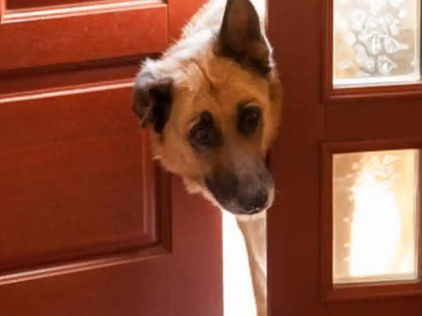 Por qué tu perro te espera en la puerta de casa y cuándo puede ser una señal de alerta