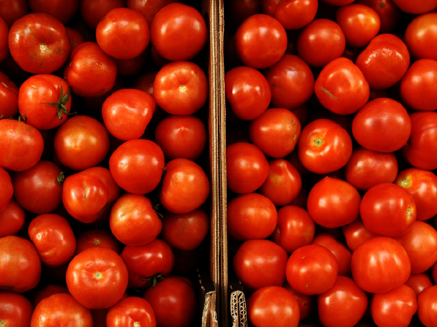 Proyecto académico: buscan recuperar el "verdadero" sabor del tomate en Argentina