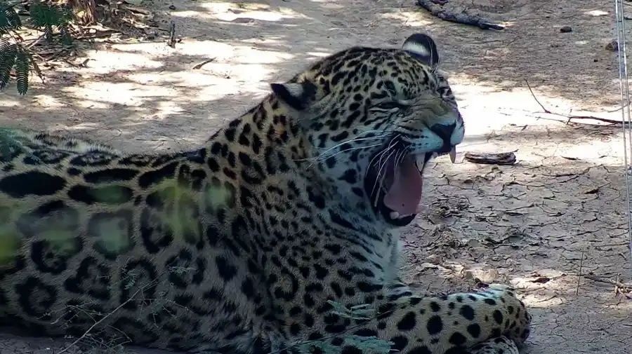Especies extinguidas o en peligro vuelven a habitar en libertad el Parque Nacional El Impenetrable