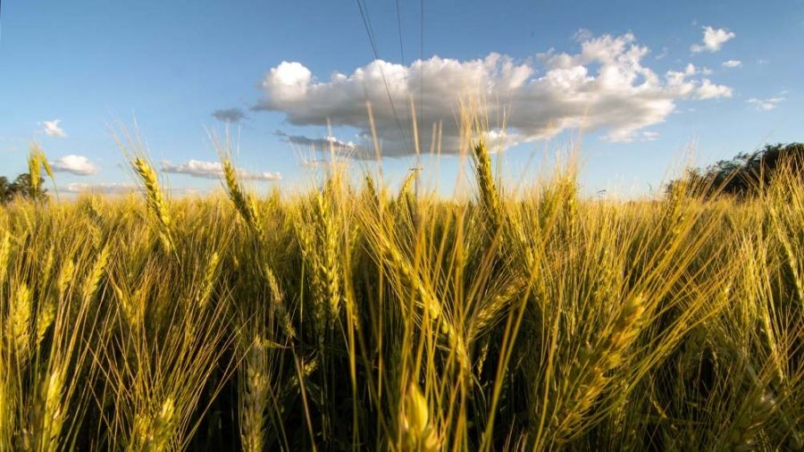 Argentina se transformó en el primer país del mundo en vincular las criptomonedas con el agronegocio