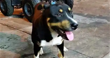 Buscan a Toro y ofrecen recompensa