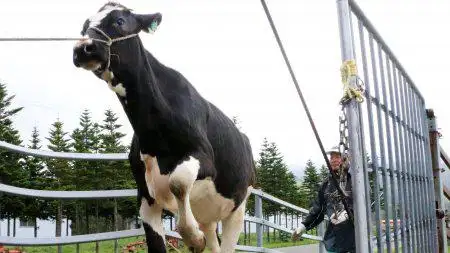 Fertilizante dorado: así convierten la orina de vaca en un abono de éxito mundial