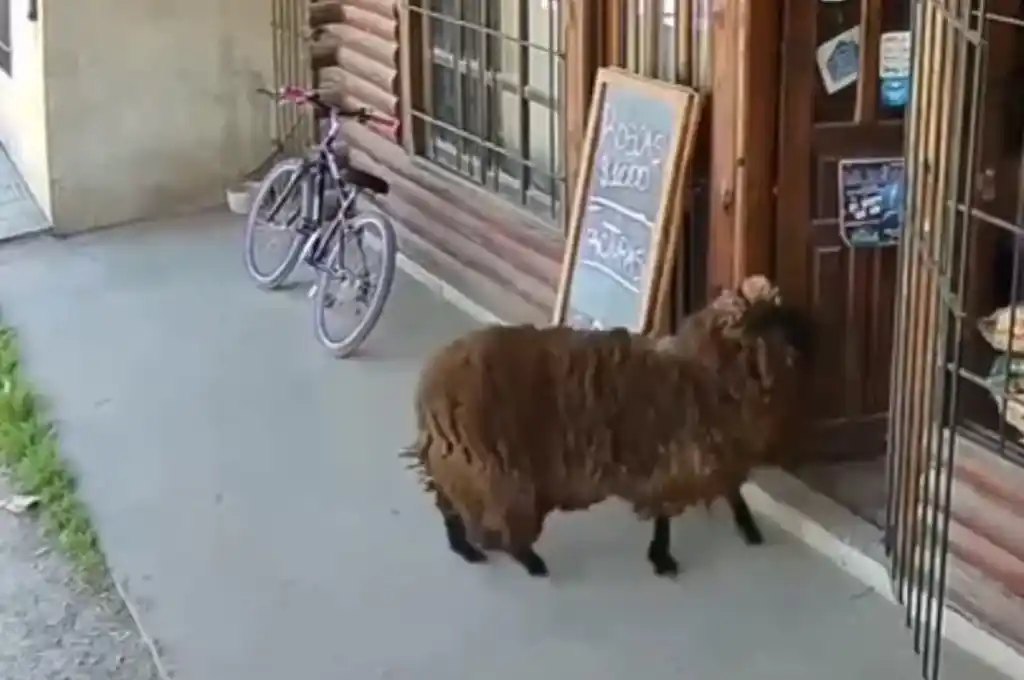 Inesperado visitante