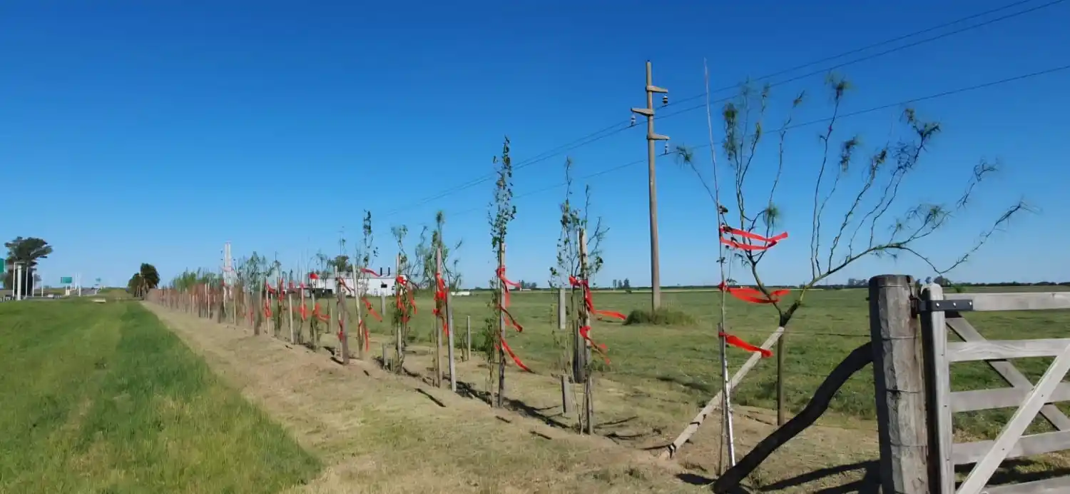 Aprobación unánime: avanza en Rafaela un plan de cortinas forestales