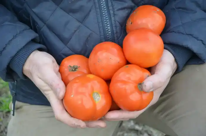 Crearon el Banco de Proyectos de Innovación Bonaerense de Alimentos