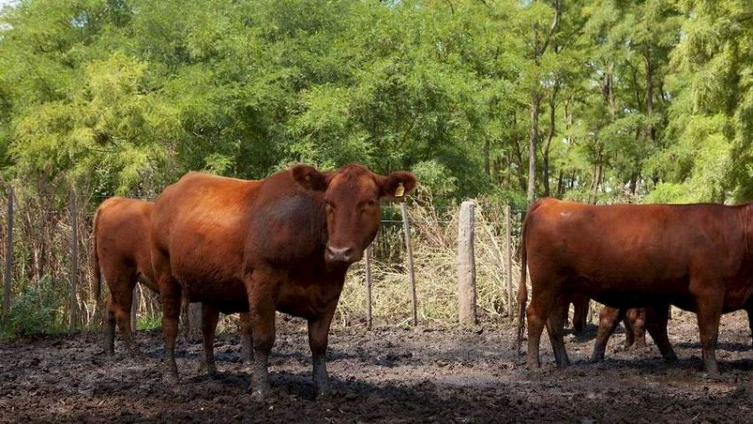 El SENASA prepara una Jornada virtual de actualización sobre sanidad animal