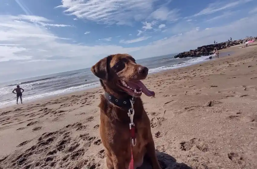 Nuevo cronograma del quirófano móvil para animales