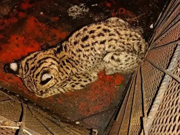 Rescataron un gato montés sudamericano que apareció en el patio de una casa