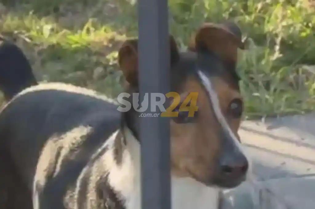 Desagradable: robaron en una casa, defecaron en el patio y se limpiaron con el perro