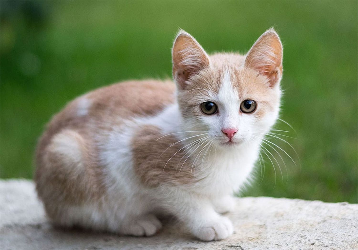 Recomiendan no dar en adopción gatos ni hoy ni mañana