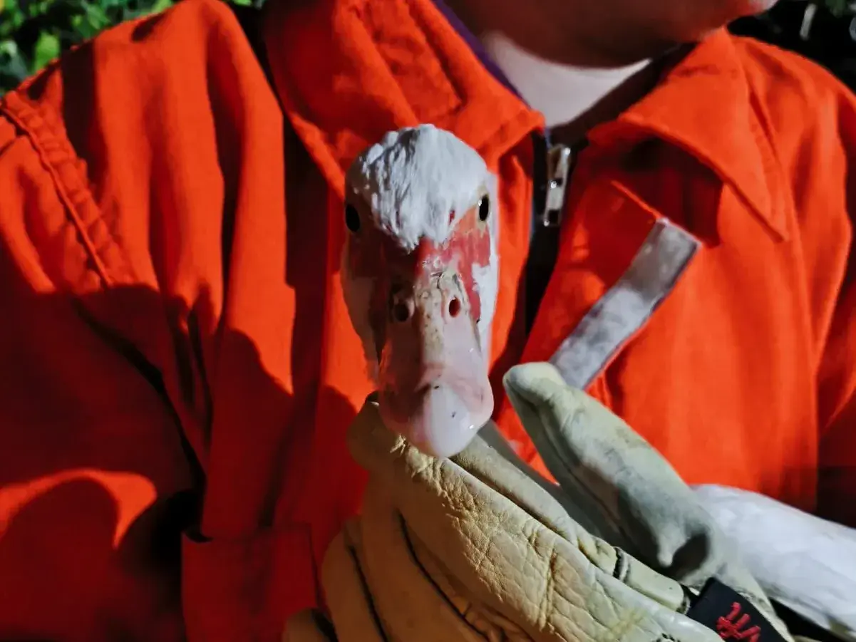 Un rescate un poco inusual: bomberos rescataron un pato