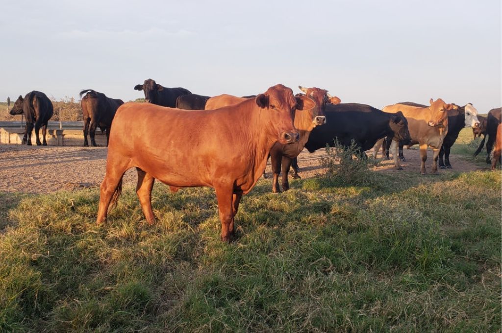 Santa Fe asiste a pequeños productores de la agricultura familiar del norte provincial
