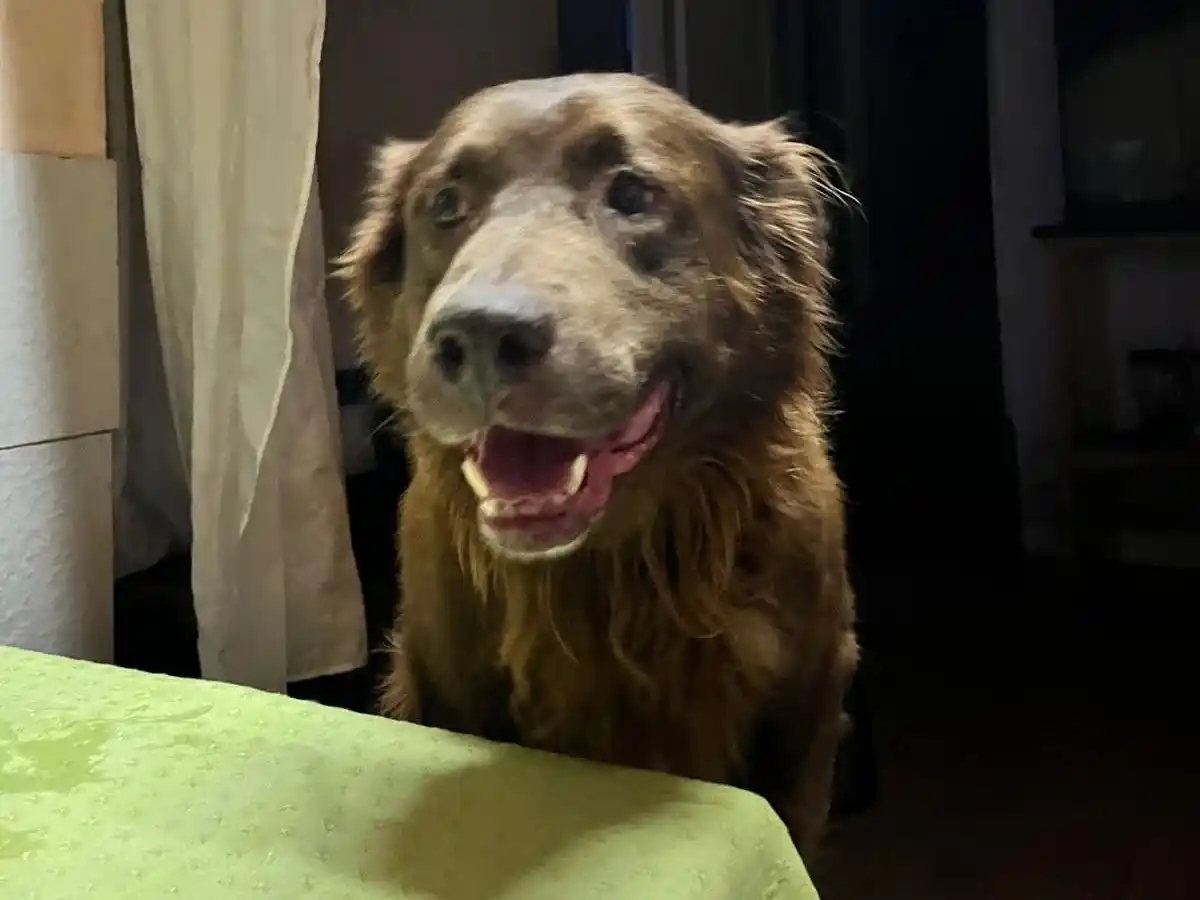 Buscan a Oso: perrito perdido en calle Italia