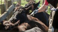 EL ECO CAMPO: Planificar un buen calendario es central para una producción ganadera eficiente
