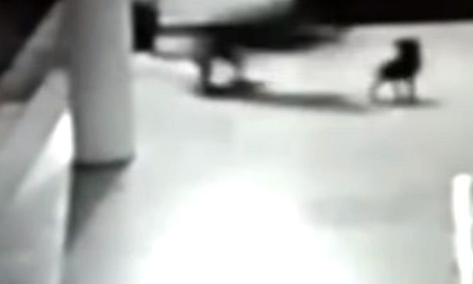 Video: una perra atacó a un leopardo feroz para salvar a su cachorro