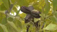 Entre Ríos es líder en producción de nuez pecán y Concordia concentra gran cantidad de productores