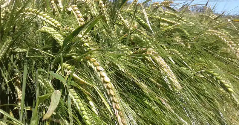 La presión sobre el trigo y el maíz sostienen a la cebada