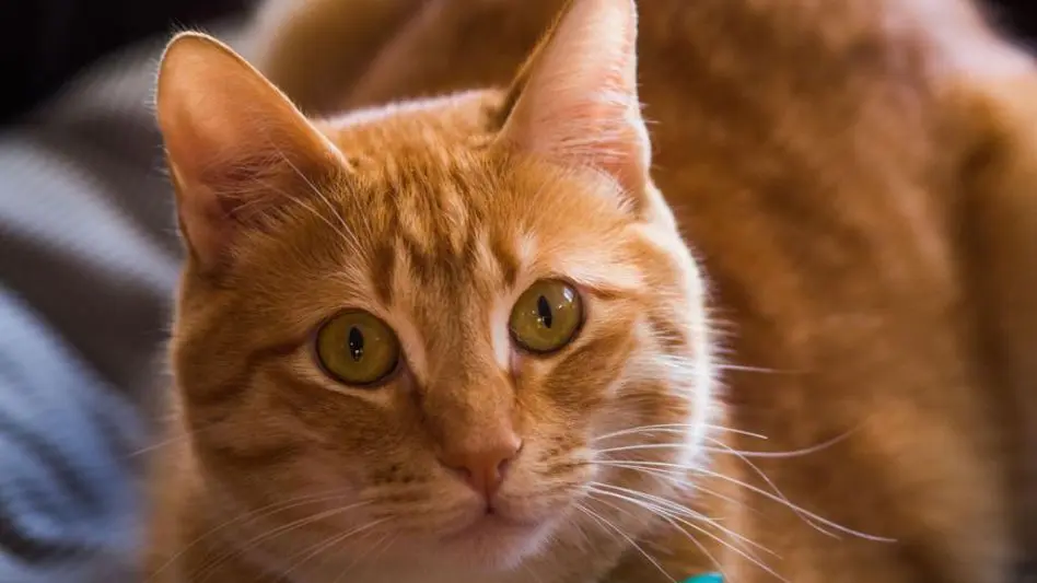Nuevo cronograma para el quirófano móvil de animales y para la vacunación antirrábica